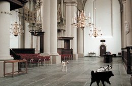 Bojan Šarčević, Il semble que l’animal est dans le monde comme l’eau dans l’eau (Es scheint, als sei das Tier in der Welt wie das Wasser im Wasser), 1999 Ein Screenshot aus einem Video, in dem drei Hunde in einer Kirche zu sehen sind